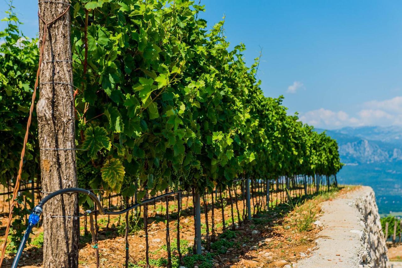 Eco Winery Lipovac Apartments เซทินเจ ภายนอก รูปภาพ